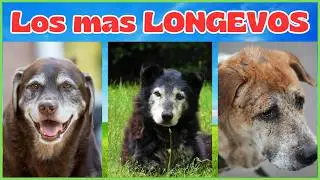 🐶 Estos son las RAZAS de Perros Mas Longevos  🧐