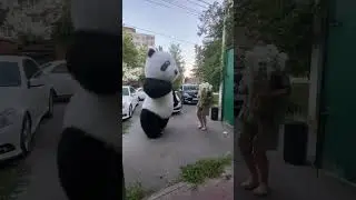 Амиго подарил букет ромашек #panda #umka #Амиго #Умка #dance #umkarostov #амиго #мишканапраздник