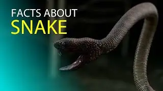 Facts About Snake 🐍 🐍🐍🐍 | Amazing Facts Video | P BRAND 🔥