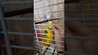 Приручаем второго попугая кушать овощи🥒 Повторяет за Чикой ✅ 