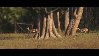 Come close to the exotic wildlife in MP