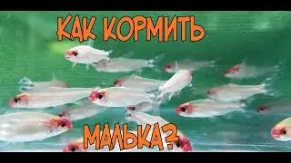 Кормим малька родостомусов. Улитка катушка в помощ.
