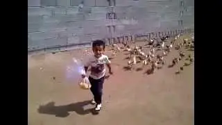 [SO FUNNY] Little boy getting chased by hungry chickens