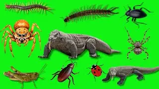 Green Screen Insects video |