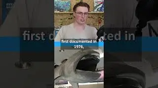 Is Megalodon Still Alive?