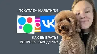 мальтипу / как выбрать щенка? где и как купить собаку?