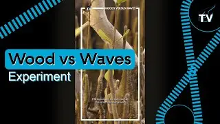 Experiment: Wood versus Waves