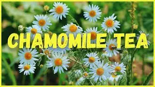 Take Care of Your Body and Mind: Health Benefits of Chamomile Tea