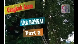 cangkok asem jawa untuk bonsai