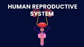 The System Behind Human Conception