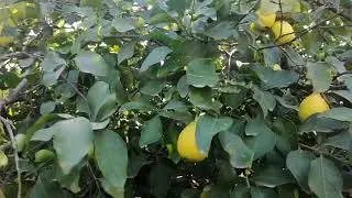 Limonda budama ve  terbiye