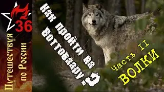 КАК ПРОЙТИ НА ВОТТОВААРУ? Волки! (Часть II)