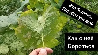 How to get rid of diseases???? The best medications for oidium and mildew. 💯 Percentage results
