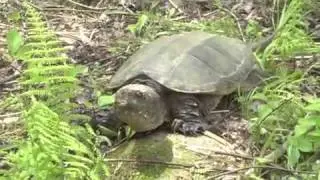 Turtle Dreams
