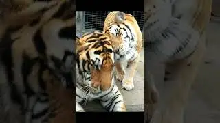 Tiger 254