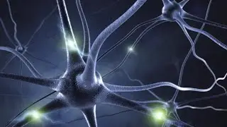 Neuroprotection and Neuro-ophthalmology rehabilitation in Glaucoma