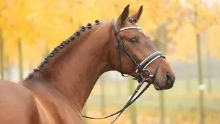 Amazing Horse - Hanoverian Horse