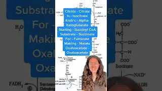 How to rememner the Kreb's Cycle / Tricarboxylic  Acid Cycle / Citric Acid Cycle 