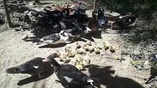Muscovy Duck feeding
