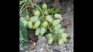 Ириска (кишмиш) селекция Калугина В.М.