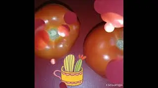 Фаршированные помидоры.