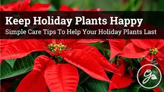 Keep Holiday Plants Happy : Poinsettias, Christmas Cactus, Cyclamen, Lemon Cypress & More