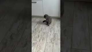 Шотландский вислоухий. Бонапарт. Охотится за мухой