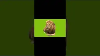 Green Screen Lion | No Copyright | Lion Green Screen Video | Real Lion HD Video