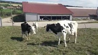 молхои  чушои дар Германия.
