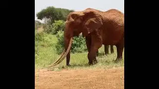 Africa's biggest elephant Kenya's Dida dies aged 65 years
