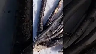 Каслание на север / Оленеводы на привале