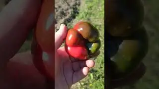 Снял перец на салат!