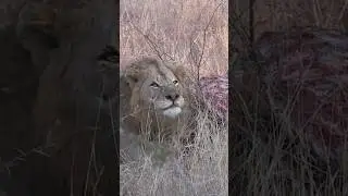 🔥 5 Datos INCREÍBLES sobre LEONES 🦁 Documental de ANIMALES SALVAJES