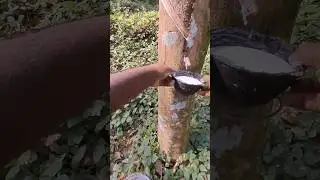 Natural Rubber milk 
