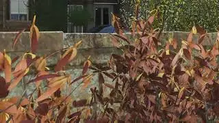 Crazy video editing-Forza horizon 4