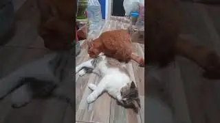 Moly menemukan jodohnya