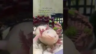 Аксолотль Лунтик 