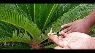 Telangana Botanical Garden (Part - 2)