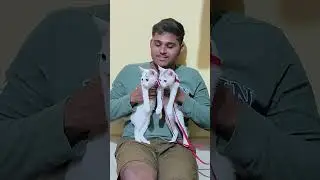 shiv bhakt banate hue #viral #shortvideo #shorts #youtubeshorts