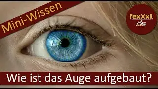 Mini-Wissen zum Thema Auge des Menschen und sein Aufbau