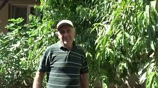 De ce fac a treia rărire (a lăstarilor) la un piersic