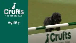 Rescue Dog Agility | Crufts 2023