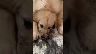 Innocent faces, after playing in mud 😂😂😂 #dog #puppy #funnypets #cute #dogmom #doggylife