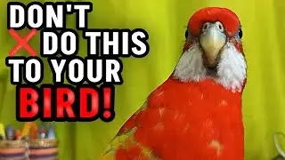 5 THINGS YOU CAN'T DO TO BIRDS