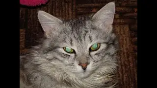 Как занять кота