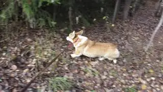 Наши корги. Зефир )))