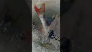 Окунь в лунке.