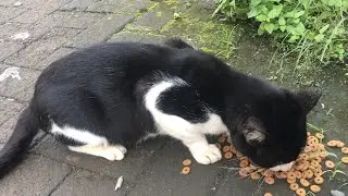 Tuxedo cat hiding below a car then come to get food.