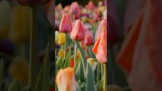What to Plant After Spring #Bulbs Have Died Back #short