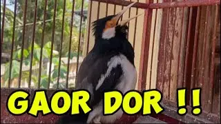 Burung Jalak Suren Full Isian Ngerol Tembakan Panjang